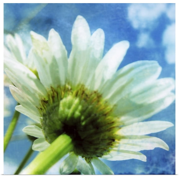 Great BIG Canvas | "Daisies I" Art Print - 16x16