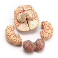 thumbnail image 2 of 1: 1 modelo de enseñanza de órgano de disección profesional de cerebro anatómico humano de tamaño real, 2 of 4