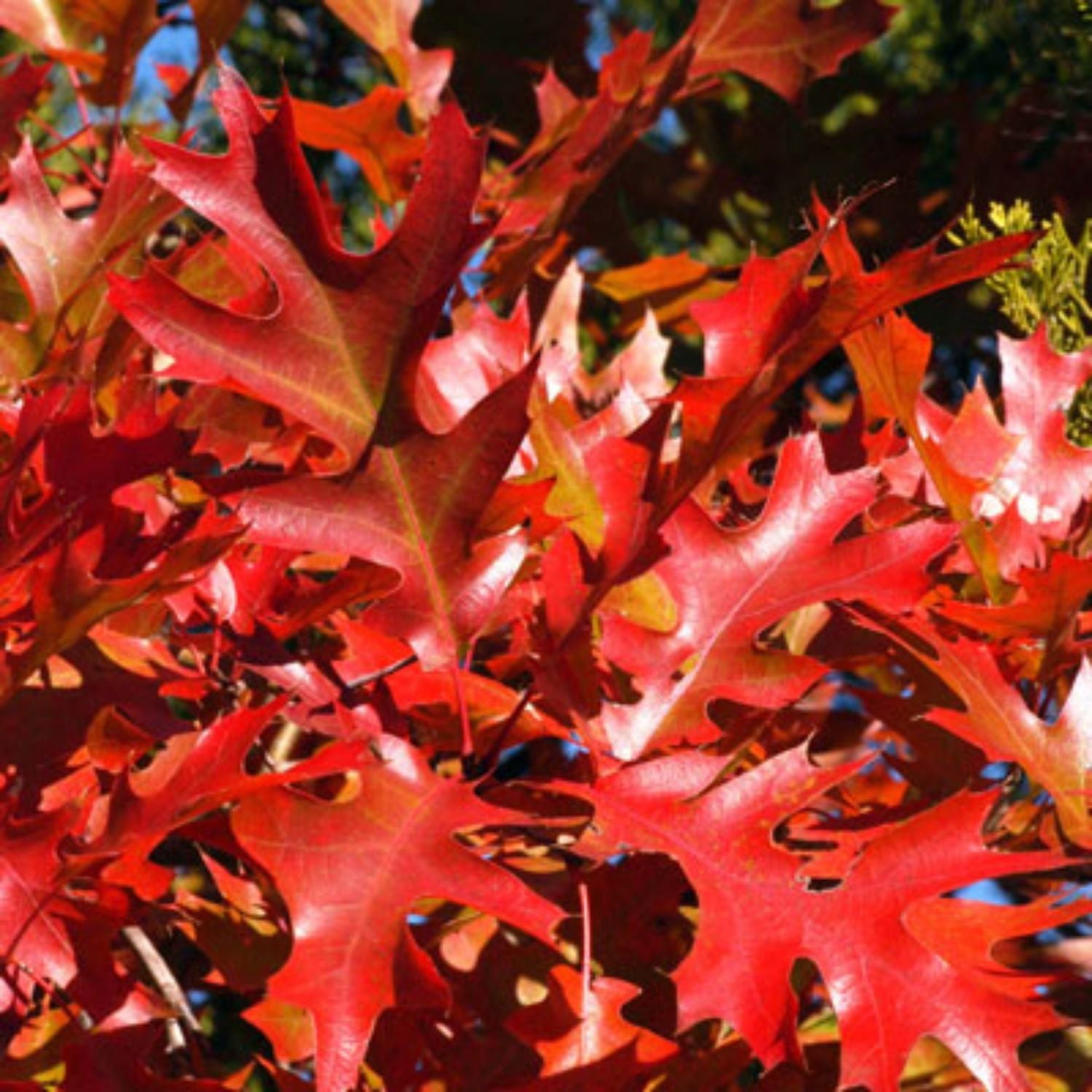 Expert Gardener 3-4 ft. tall Shumard Oak Live Tree in 7- Gallon Grower Pot