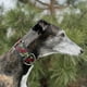 thumbnail image 4 of Collar de perro Martingale para galgos Saluki Whippet y otras razas con cuello similar de 2 pulgadas de ancho (L 14 pulgadas a 18 pulgadas), 4 of 5