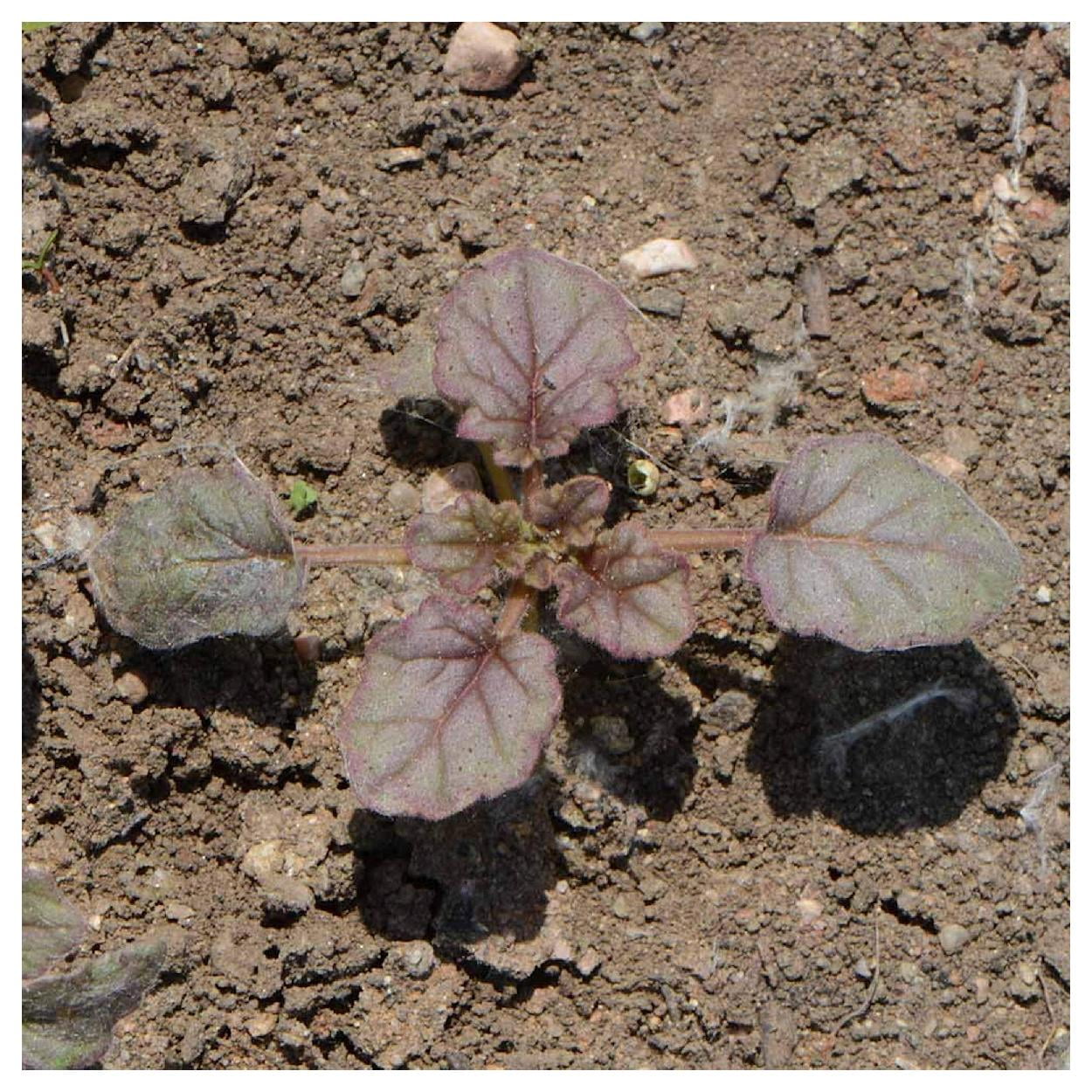 Everwilde Farms - 1/4 lb California Bluebell Native Wildflower Seeds - Gold Vault Bulk Seed Packet