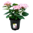 thumbnail image 1 of PFS 6in Hydrangea - Live Plant in 6inch Grower Pot (Single Item), 1 of 1