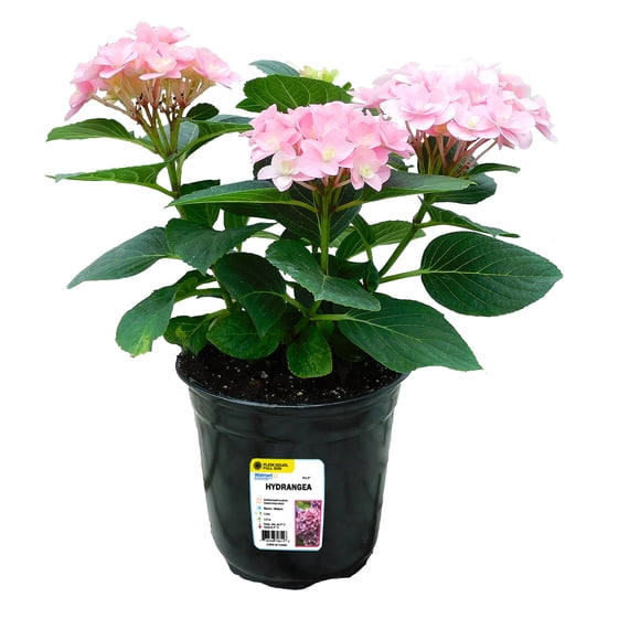 PFS 6po Hortensia - Plante Vivante en pot de 6po (Article Unique)