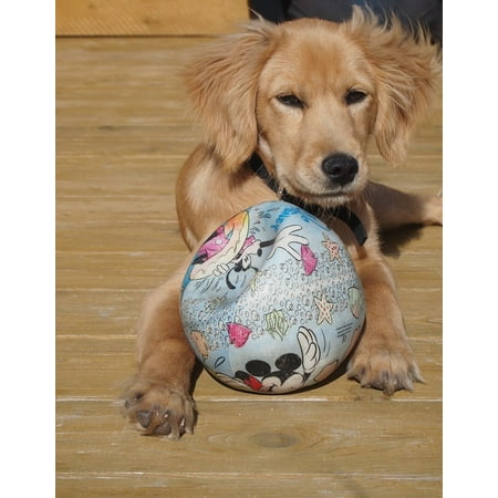 PeelnStick Poster of Dog Playful Ball Play Sweet Hybrid Puppy Poster 24x16 Adhesive Sticker PeelnStick Poster of Dog Playful Ball Play Sweet Hybrid Puppy Poster 24x16 Adhesive Sticker