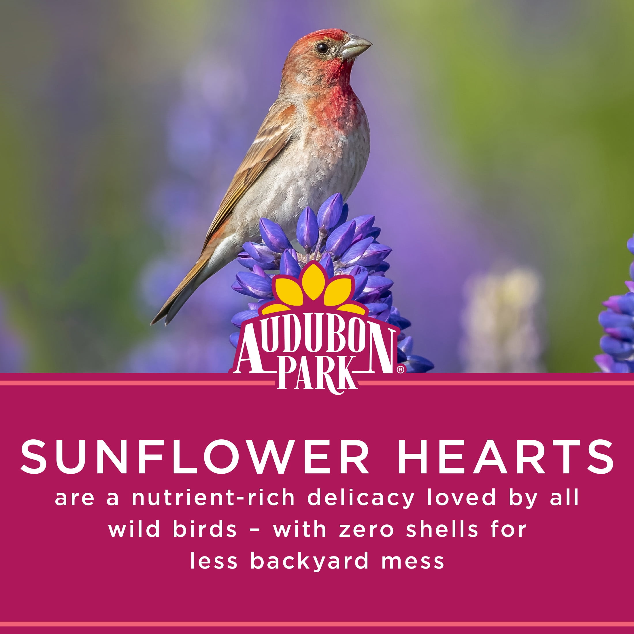 Audubon Park Sunflower Hearts Dry Wild Bird Food, 15 lb. Bag