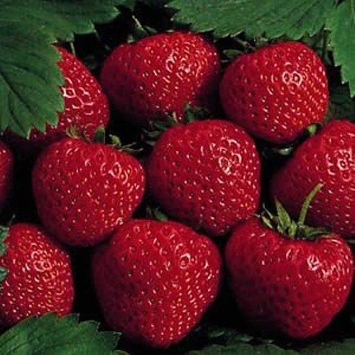 25 Earliglow Strawberry Plants Bareroot The Earliest