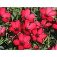 thumbnail image 6 of Seedville 500 Linum Grandiflorum Rubrum Flower Seed, 6 of 11