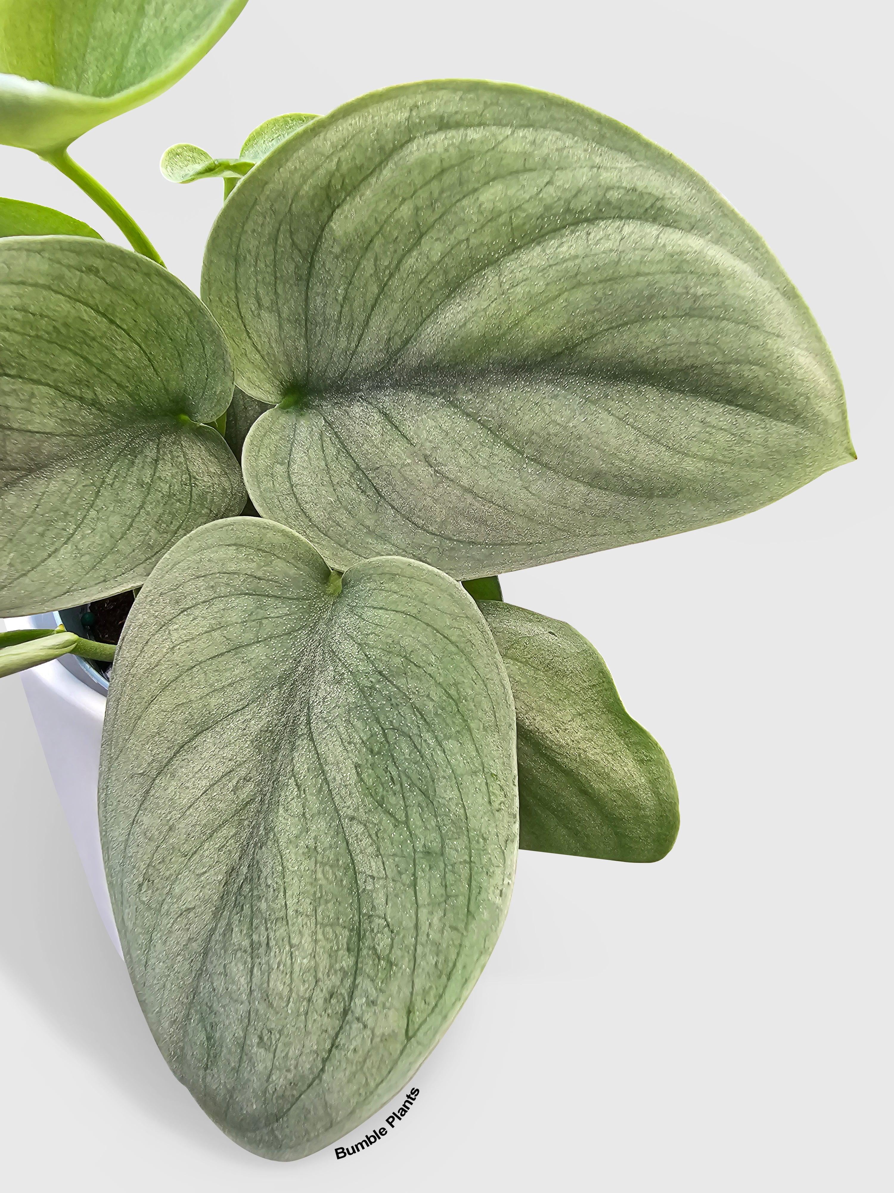 Scindapsus Pictus 'SOOO™ Silver' - Live Air-Purifying Indoor Plant in Nursery Pot – Easy Care, Low Maintenance Houseplant for Home & Office Decor, Natural Air Cleaner, Best for Beginners