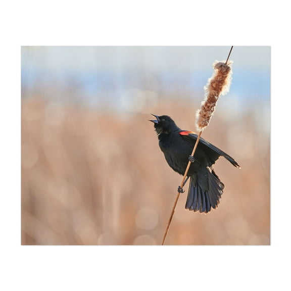 Red-winged Blackbird Calling - Photography Bird Wildlife Nature Animal Woodland Scenic Autumn Unframed Wall Art Print 6 x 8 inches