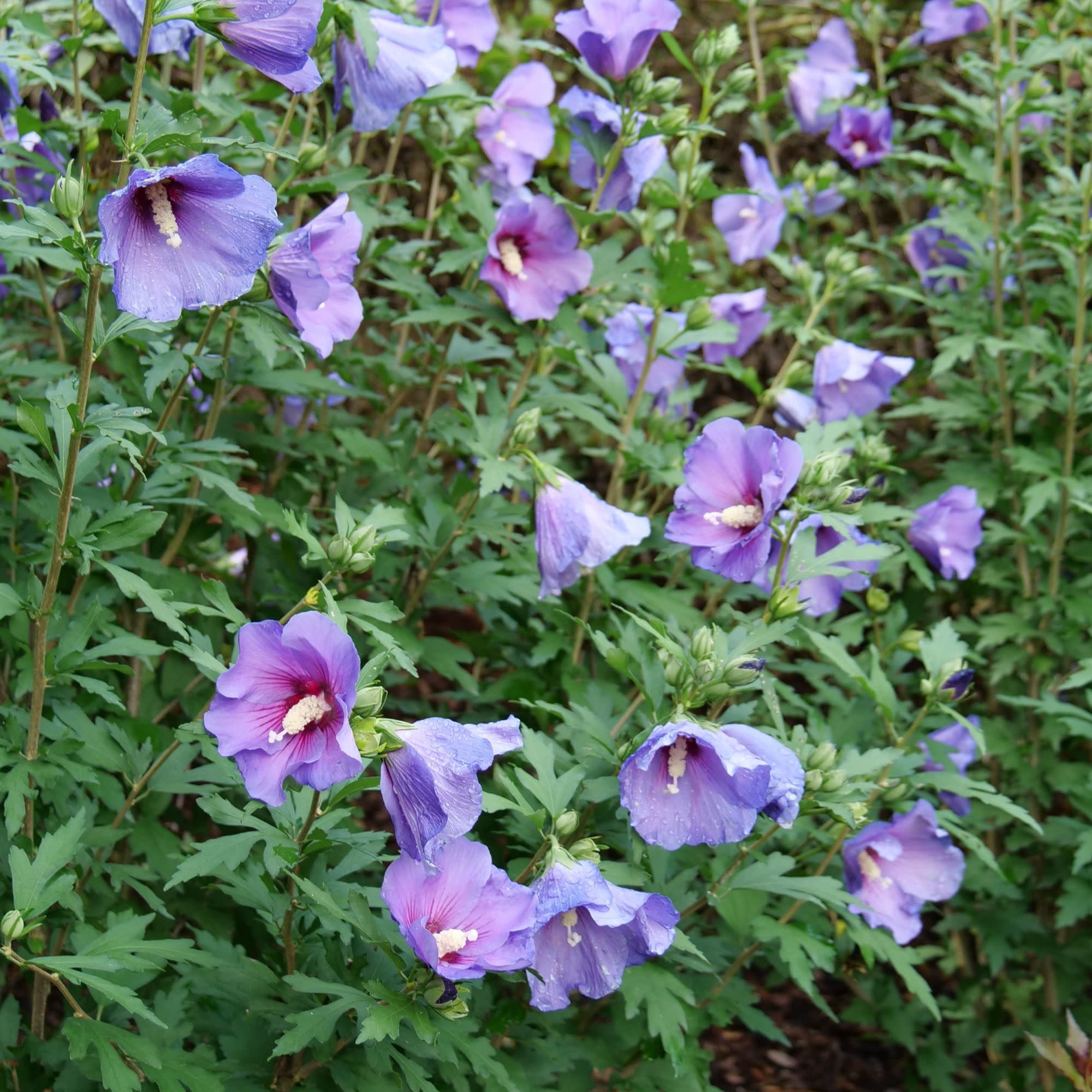 Proven Winners ColorChoice 5" Blue Paraplu Violet Rose of Sharon Live Plant in 4.5" Pot (4 Count)