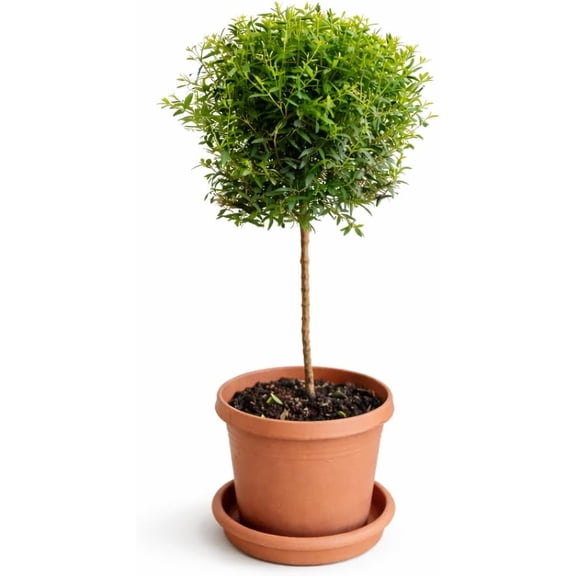 Myrtle Topiary Live Plant in 6" Pot - Elegant Evergreen Topiary for Patio, Entryway, or Indoor Tree