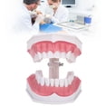 thumbnail image 4 of Modelo de Diente Dental ANGGREK Estándar con Cepillo, 4 of 8