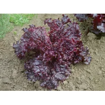 1,000 Ruby Red Leaf Lettuce Seeds - Nutrient Dense Heirloom Lettuce