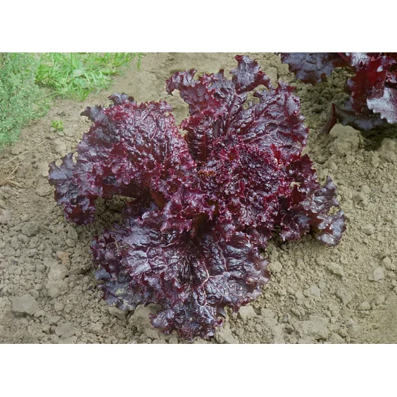 1,000 Ruby Red Leaf Lettuce Seeds - Nutrient Dense Heirloom Lettuce