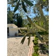 thumbnail image 6 of RedCrocus Patio Olive Tree Assorted|Evergreen Mediterranean Plant|Container & Garden|Full Sun|Pollinator Friendly|Pet Warning 8" Pot, 6 of 12