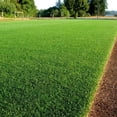 thumbnail image 3 of 8000 Zoysia Lawn Seed, Slow-Growing Grass for Yard, 3 of 5