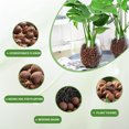 thumbnail image 3 of NOGIS Clay Pebbles for Plants - 0.66lb 8-14 mm Pebbles for Indoor Plants Clay Used for Drainage, Decoration, Aquaponics, Hydroponics and Other Gardening Essentials Small Pebbles Leca, 3 of 6