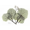 thumbnail image 3 of Koetsier, Albert 14x11 Black Modern Framed Museum Art Print Titled - Begonia in Green, 3 of 5