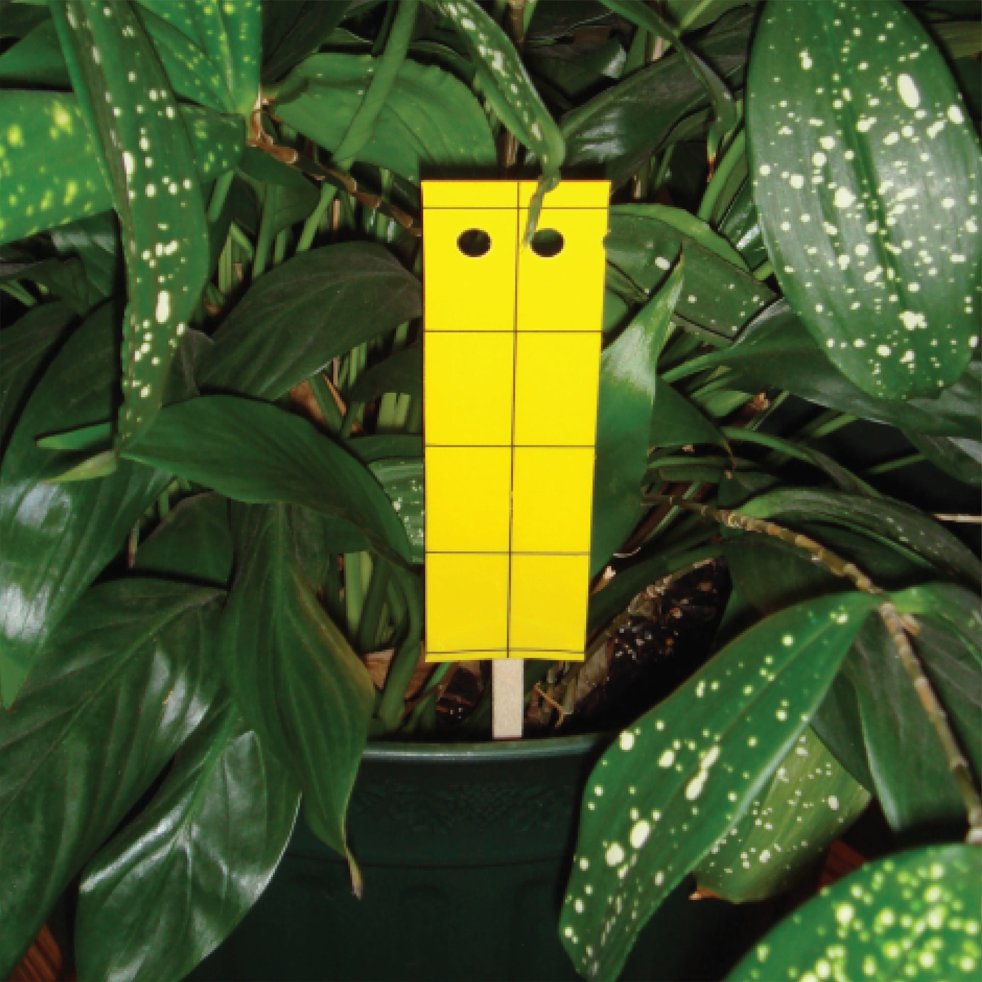 Pesticide Free Gnat Stix (12 Traps Plus Stakes) EB7300.1 - The