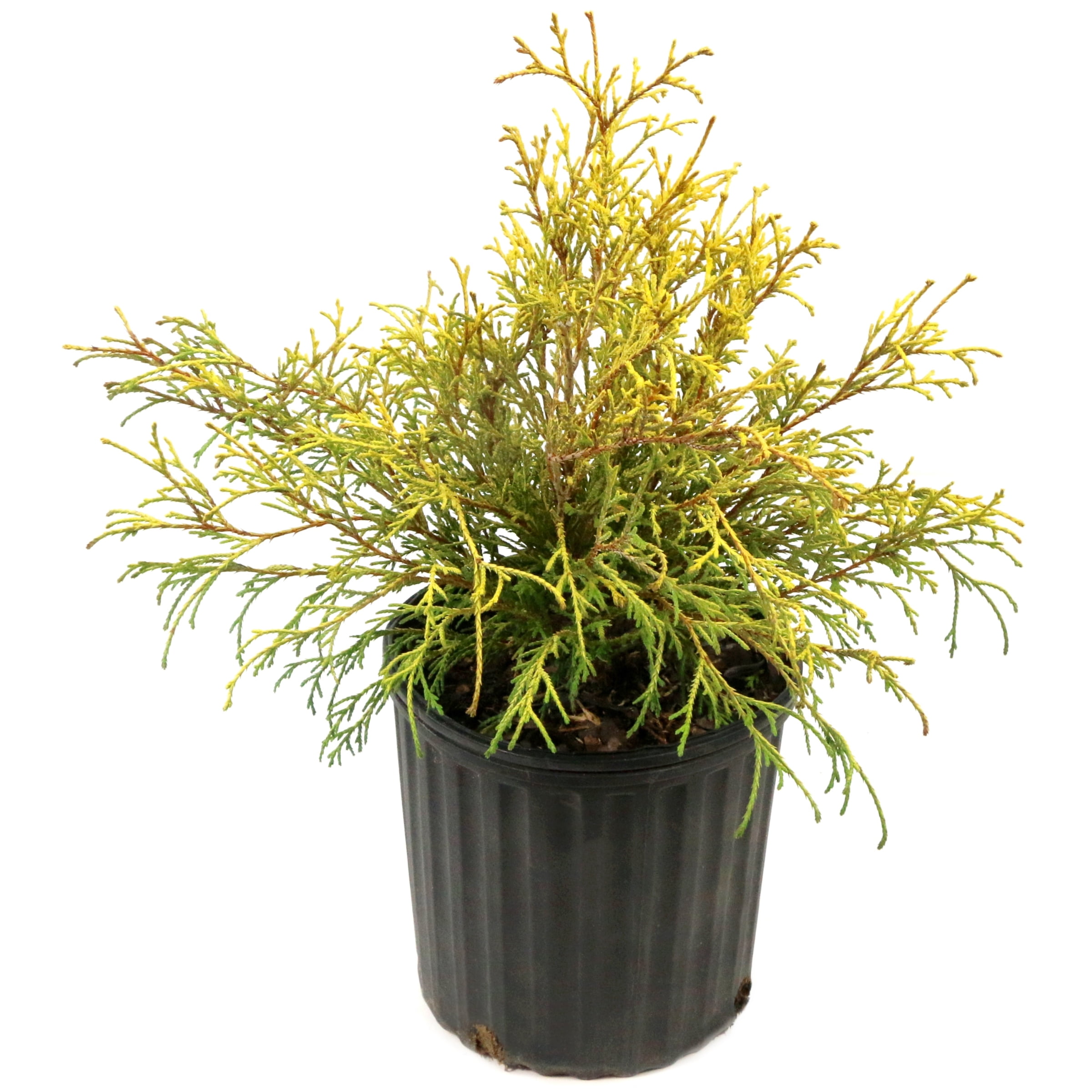 National Plant Network 3 gal. Live Shrub Gold Mop Cypress Condition with Full Sunlight