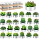 thumbnail image 1 of Velas de cactus 24, Juego de velas suculentas con caja de regalo de cinta, Cera de parafina de alta calidad Quema duradera y sin humo, Perfecto para Navidad, Acción de Gracias, bodas, eventos, 1 of 3