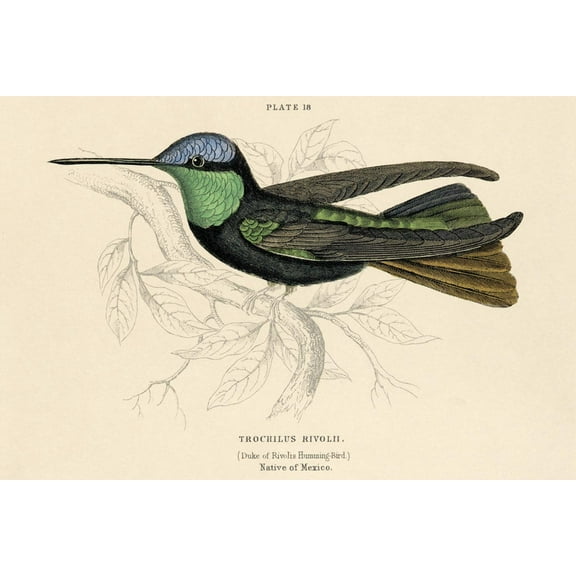 Art.com Duke of Rivolis Hummingbird Art Print, 18" x 12"