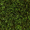 thumbnail image 4 of Nearly Natural 12in. Mini Podocarpus Artificial Wall Mat (Indoor/Outdoor) (Set of 6), 4 of 7