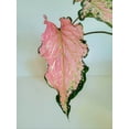 thumbnail image 3 of Blue Buddha Farm: Pink Symphony Caladium (2 Bulbs) - Easy to Grow Indoor or Outdoor Perennial Plant, 3 of 10
