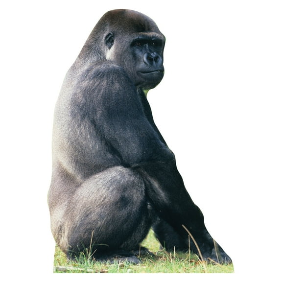 Gorilla