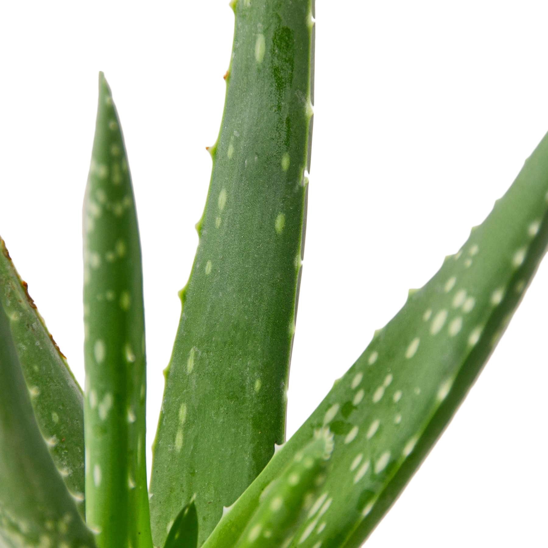 Aloe Vera Live Plant for Indoor | Different Houseplants in 4'' & 6'' Pot | Real House Plant for Living Room, Office, Desk & Bathroom