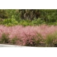 thumbnail image 6 of Muhly Grass  1 Live 4 Inch Pots  Muhlenbergia Capillaris  Ideal for Natural Landscaping  Easy-Care & Drought Tolerant Plants  Beautiful Pink Plumes, 6 of 7