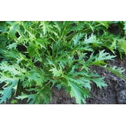 210 Seeds Mizuna Japanese Mustard Seeds – Crisp & Mild Asian Greens – Perfect for Salads and Soups - Non GMO Heirloom Greens – Easy to Grow