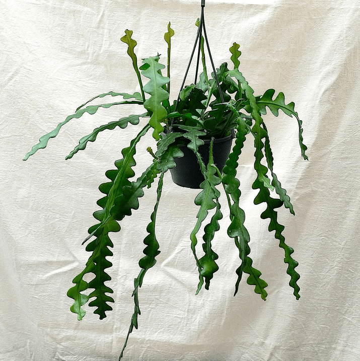 Fishbone Zig Zag Cactus Plant Live for Planting, Zig Zag Cactus Plant, Frangant Pink-White Flowers for Indoor Outdoor in 4 Inc Pot