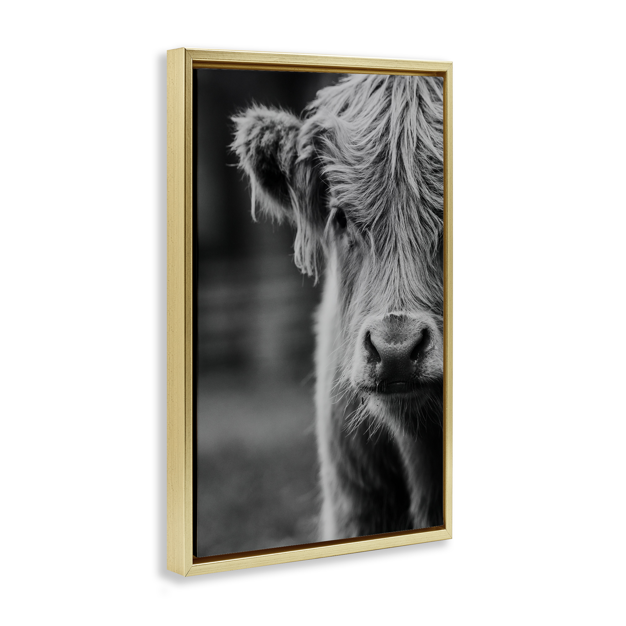 Baby Cow Face Gold Framed Floater Canvas Wall Art, design by Amy Carroll