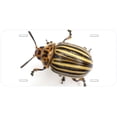thumbnail image 1 of Colorado Beetle Novelty Car Auto License Plate, 1 of 2