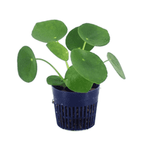 Money Live Plant in 3 Inches Pot, 1 to 3 Inches Tall, Symbol of Luck, Indoor Plant for Gardening