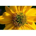 thumbnail image 2 of Engelbrecht, Lisa S. 32x23 White Modern Wood Framed Museum Art Print Titled - Yellow Coneflower, 2 of 4