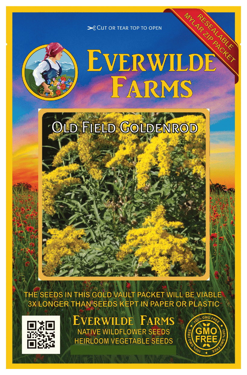 Everwilde Farms 2000 Old Field Goldenrod Native Wildflower Seeds