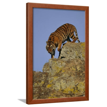 Climbing Tiger - Bengal Tiger Climbing down Rocks Framed Print Wall Art By DLILLC