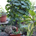 thumbnail image 3 of Soporte de Plantas ABS Wosthever para Jardín y Patio Altura 45 vueltas 18 ajustable, 3 of 6