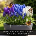 thumbnail image 3 of Cotton Candy Grape Muscari Bulbs for Forcing Indoors - Easy to Grow - Grow in Dirt Indoors or Plant Outdoors (5 Bulbs), 3 of 7
