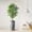 Ficus Tree, variant on Artificial Tree in Modern Planter, Fake Monstera Silk Tree for Indoor and Outdoor Home Decoration - 65" Overall Tall (Plant Pot Plus Tree)