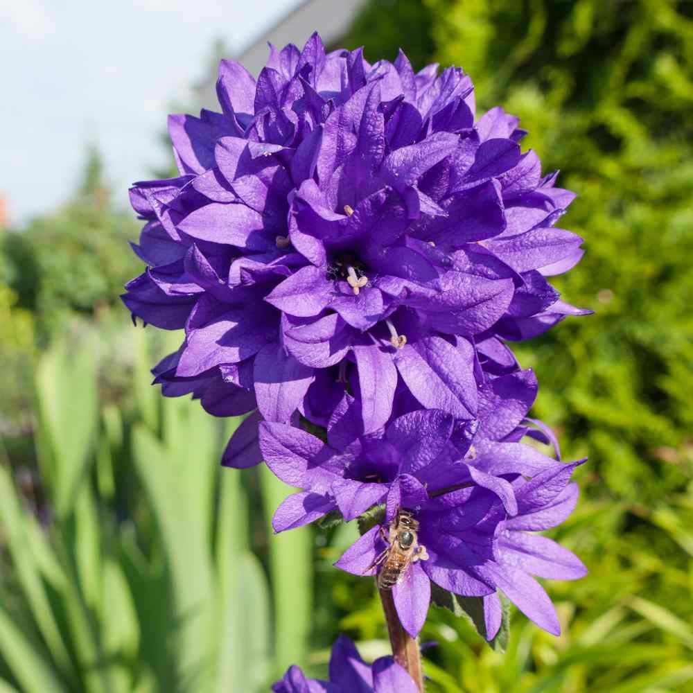 【希少】A Darden of Bell Flowers Spotted Bellflower - Plant Chats With Val - YouTube