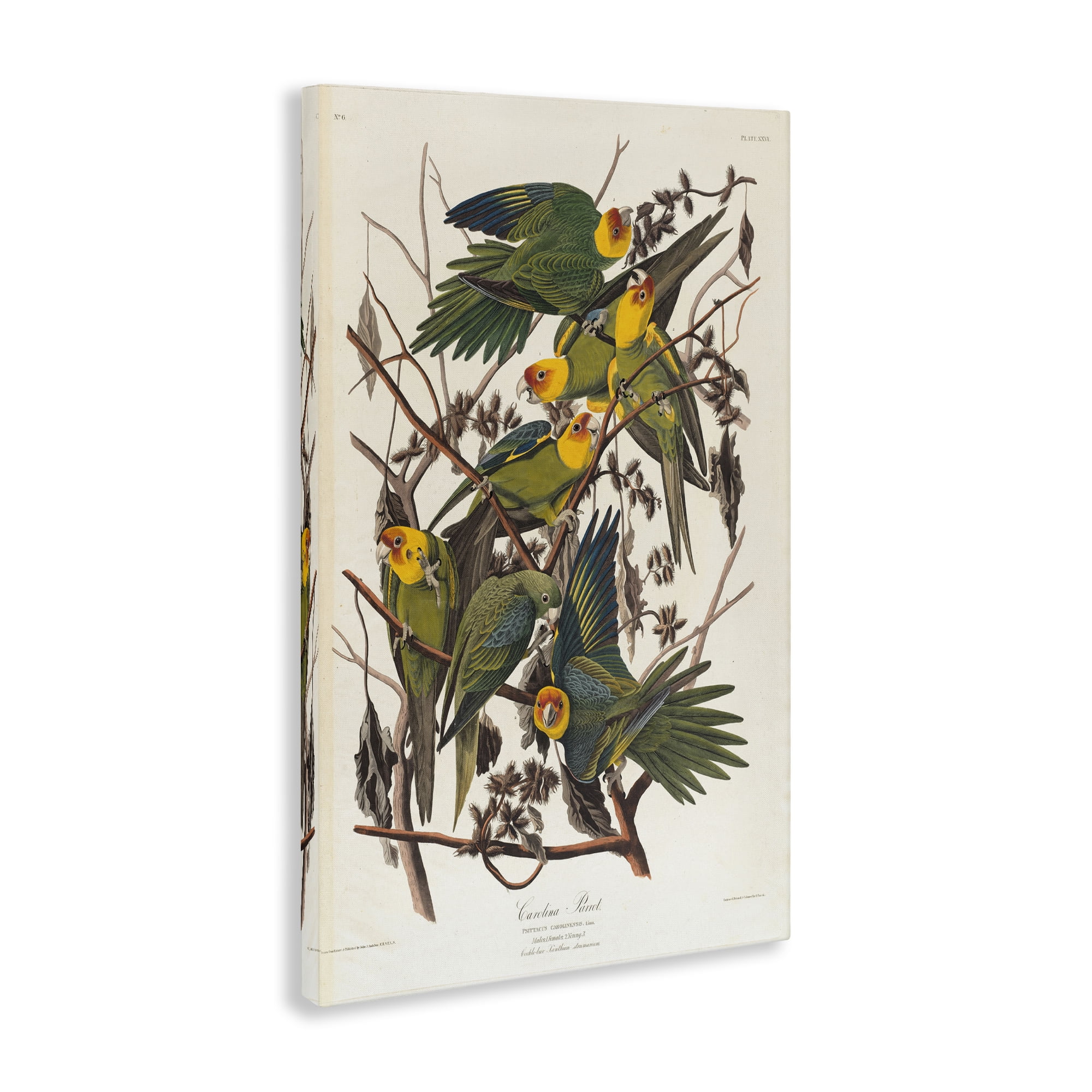 Stupell Industries Classic Carolina Parrot Study Animals Painting Wrapped Canvas Art Print Wall Art, 16 x 24