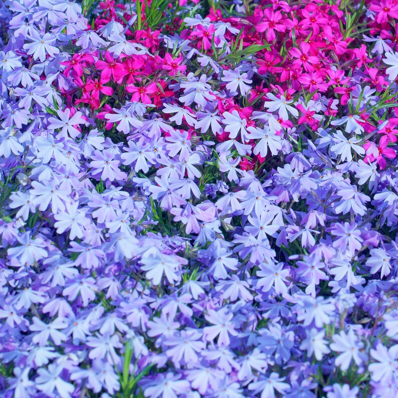 25 Blue Creeping Phlox Seeds - Cold and Drought,,, for Early Spring or Fall Planting