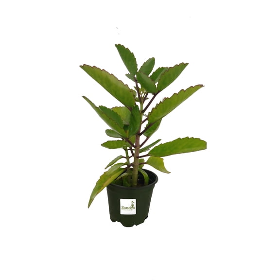 Bryophyllum pinnatum Wonder of The World, Life Plant, Miracle Leaf, Medicinal Plant, Cathedral Bells, and Goethe Plant 4 inch pot