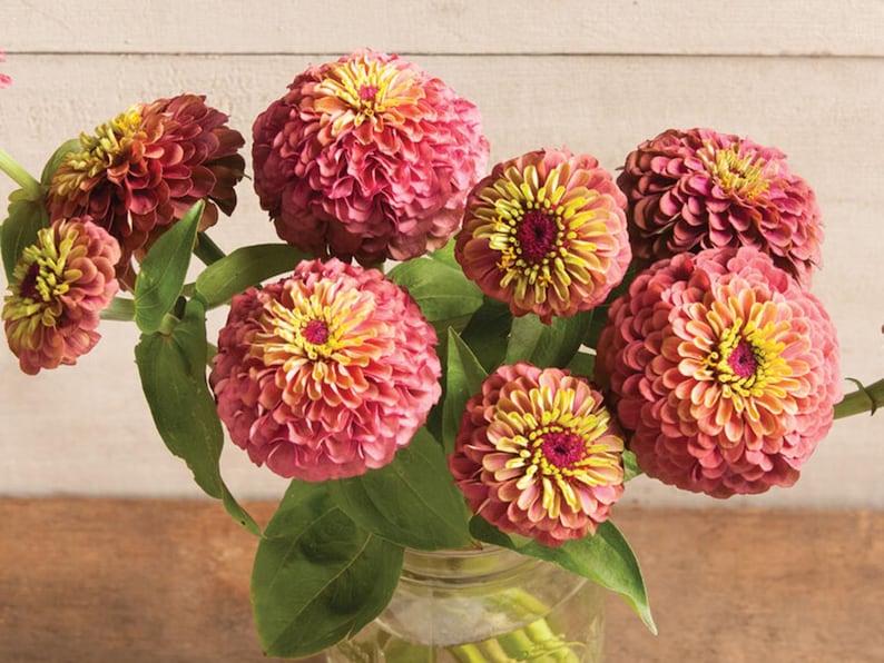 30 Seeds Queen Red Lime Zinnia - Open-Pollinated Flower Seeds for Planting
