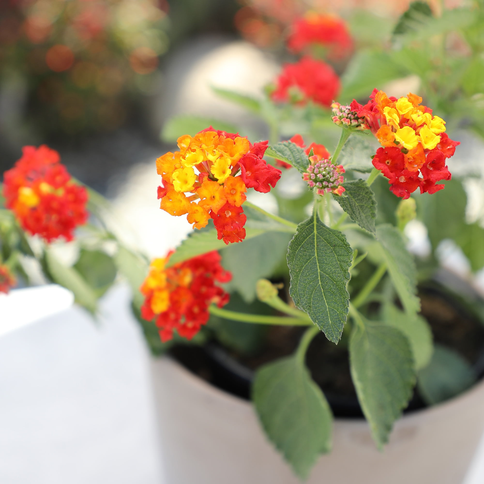 Expert Gardener Dallas Red Lantana Live Plant, 2.5 QT Grow Pot, Direct Sun, Flowering Plant