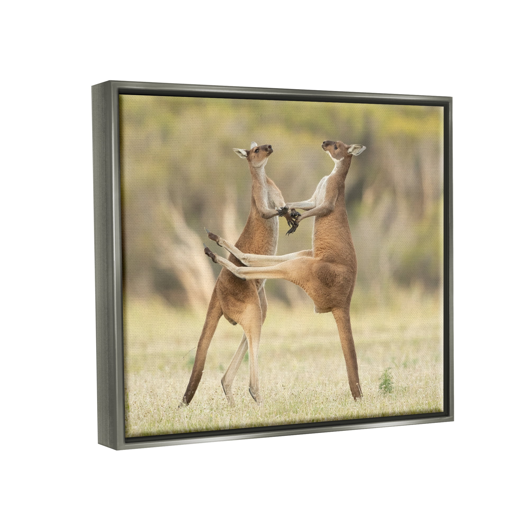 Stupell Industries Kangaroo Duo Photography Animals & Insects Photography Gray Floater Framed Canvas Art Print Wall Art, 31 x 25