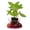 1 Plant, variant on Chicago Hardy Fig Tree - 1 Live Plant in a 3 Inch Growers Pot - Ficus Carica - Edible Fruit Bearing Tree for The Patio and Garden